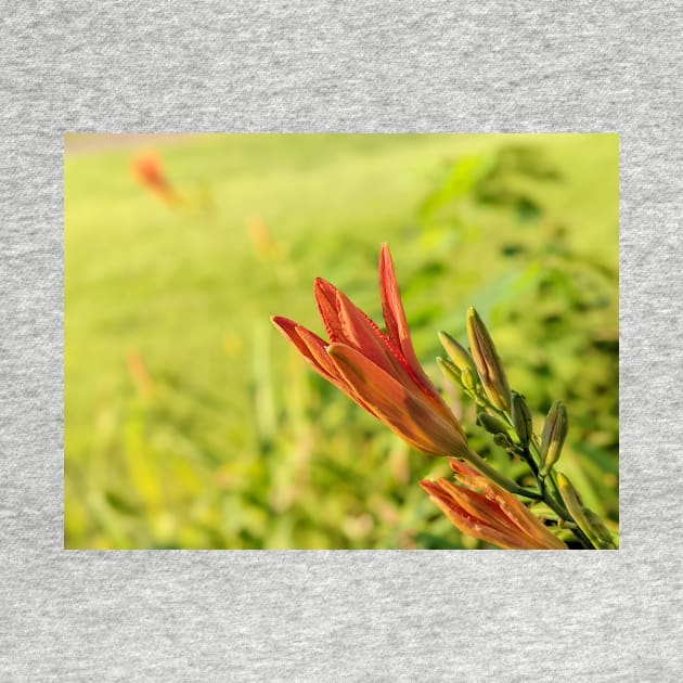 Day Lily Opening 2 by AustaArt